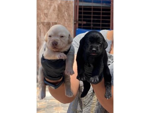 Labrador siyah renk bebekler hazır
