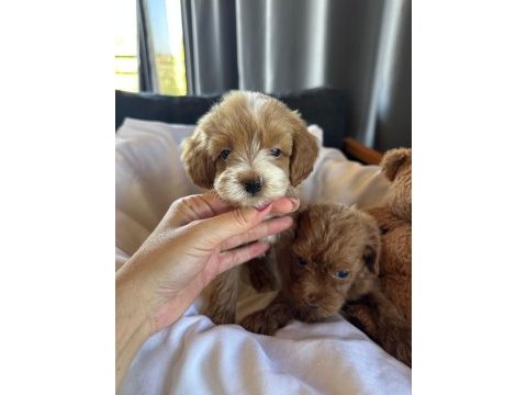 Maltipoo yavruları