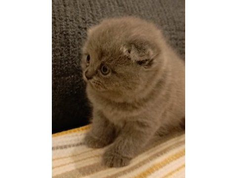 Dişi scottish fold yavrular