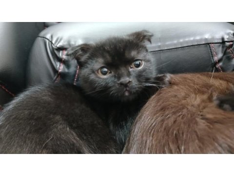 Sevgı yumagı scottish fold bebegım