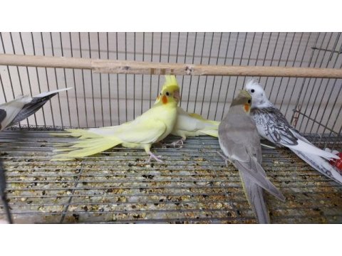 45 günlük yeni yeme düşmüş bebek sultanlar.