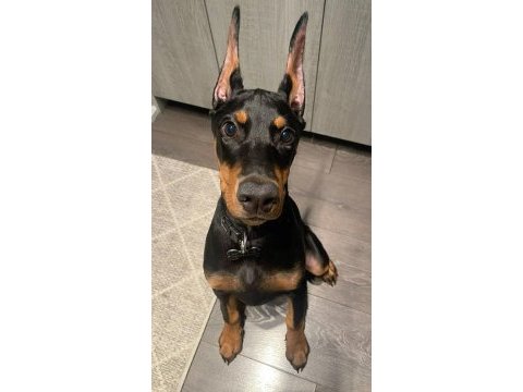 Piyasa sefiri doberman çivi gibi kulaklar