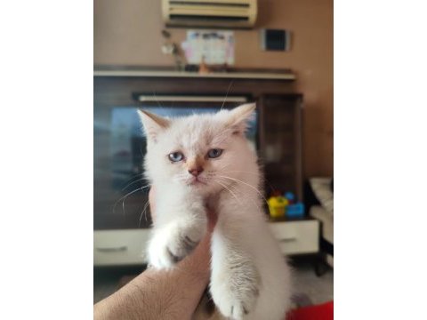 60 günlük british shorthair blue point