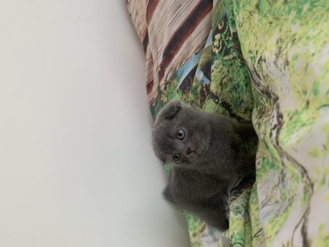 50 günlük scottish fold