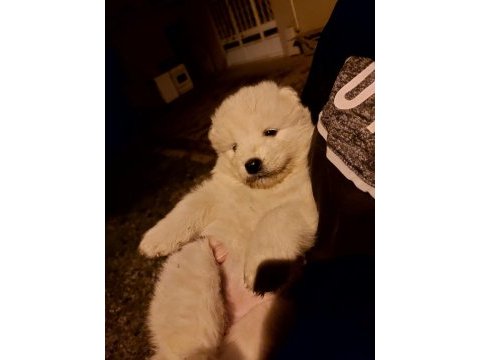 Safkan a kalite samoyed yavrularım
