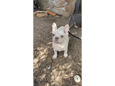 Egzotik french bulldog karma aşıları yapıldı