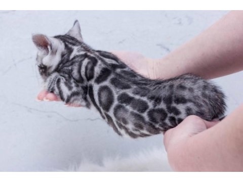 Silver bengal kittens wcf pedigree ozyfelines