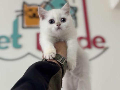 Yasal ruhsatlı çiftlikden british shorthair yavrularımız