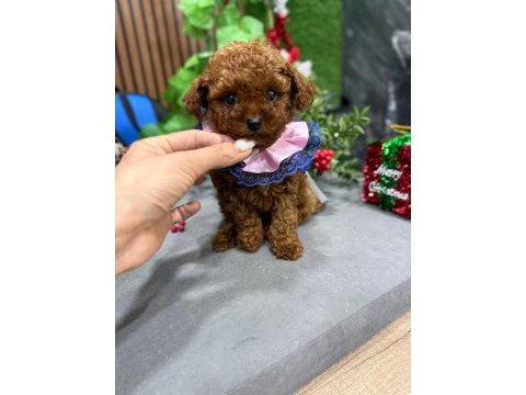 Süslü poodle bebek