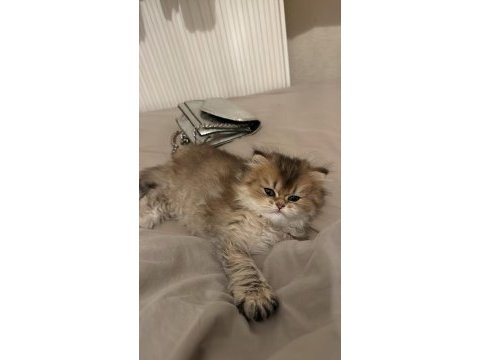 British longhair golden (anne baba secereli)