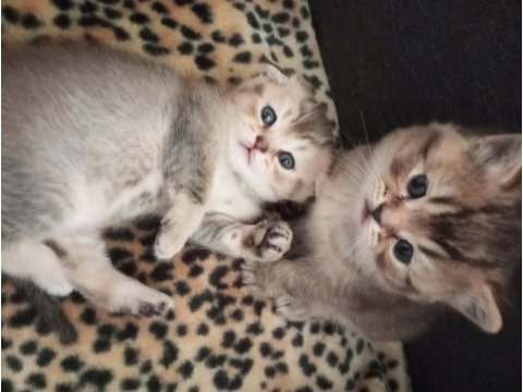 Scottish fold yavru