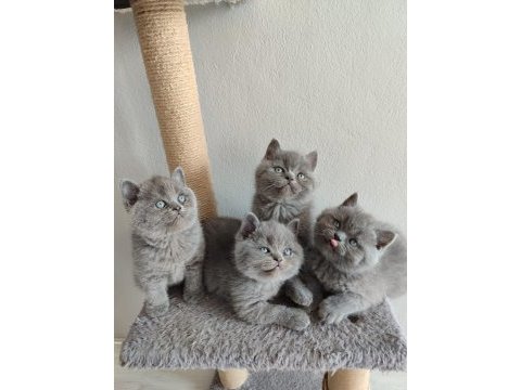 Ayıcık peluş british shorthair yavrular