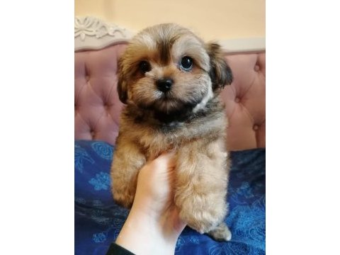 Tamamen evcil shih tzu yavru sahiplendirme