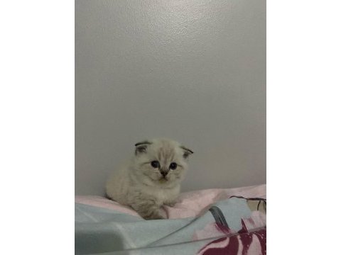 Kısa bacaklı scottish fold bebeğimiz