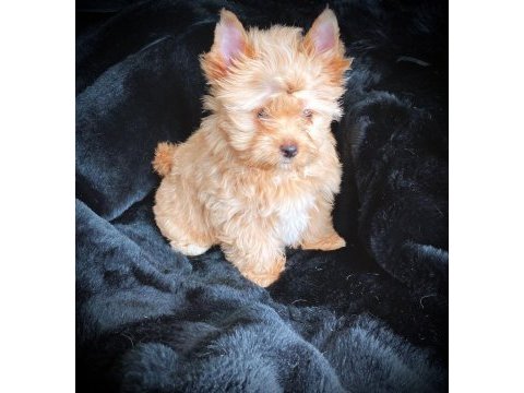 Tea cup exotic yorkshire terrier yavrularımız