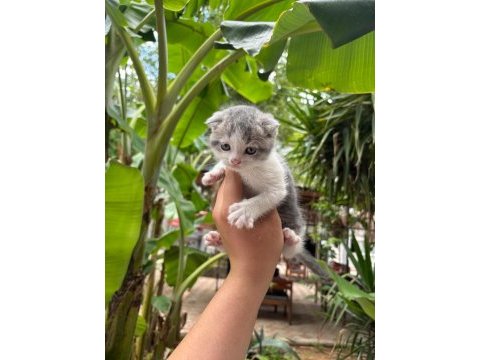 Scottish fold yavrularım yeni sahibini bekliyor