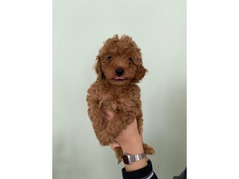 Red brown toy poodle yavrular