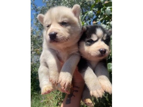 Safkan husky yavruları ruhsatlı çiftlikten