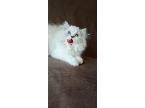 Chinchilla kedisi arayanlara