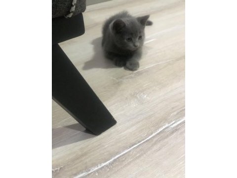 Pofidik bebeğim yeni yuvasını arıyor