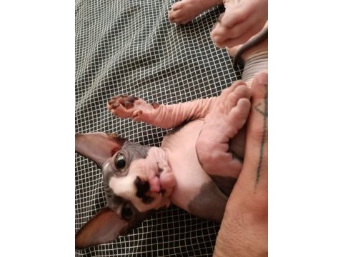 Sphynx 20 mayıs doğumlu oğlumuz