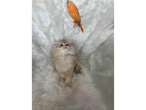 Lilac golden erkek cy11 british longhair