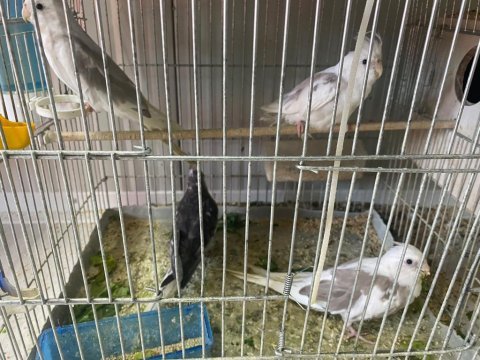 Yeme düşmüş sultan papağanı yeni yuvasını arıyorlar