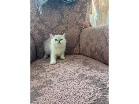 British shorthair blue point