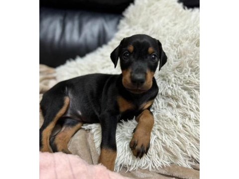 Orjinal doberman yavruları