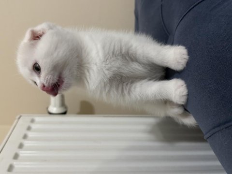 Scottish fold white