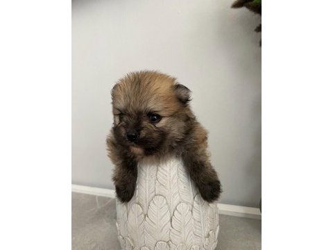 A kalite pomeranian bebekleri