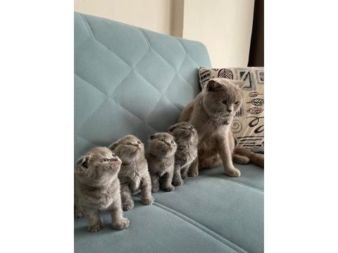 Scottish fold orjinal güzel bebekler