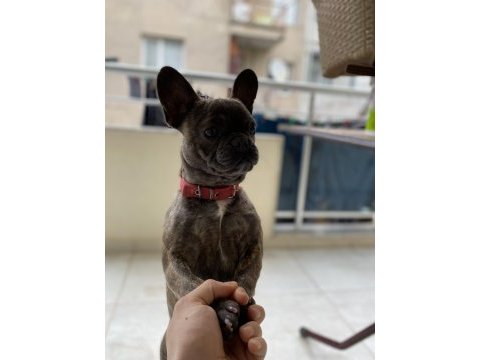 1 yaşında french bulldog dişi