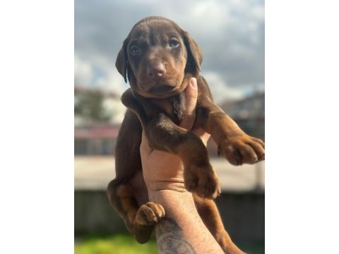 Doberman erkek yavrumuz