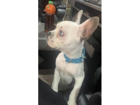 Yakışıklı french bulldog