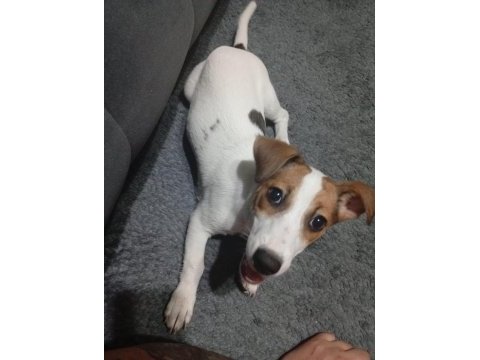 Linda isimli köpeğimiz