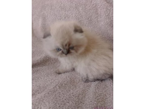 Yakışıklı bir erkek scottish fold
