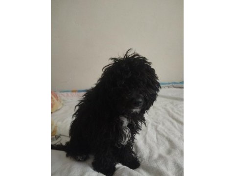 Toy poodle köpeğimiz ücretlidir