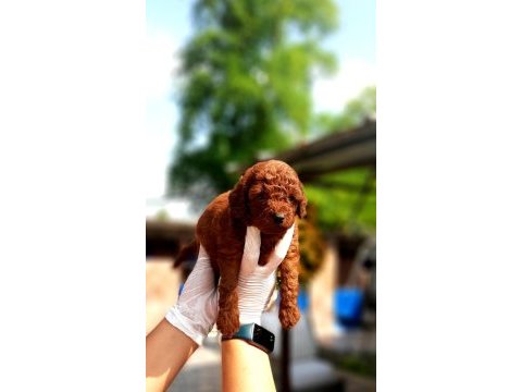 Toy poodle yavrularında son nokta