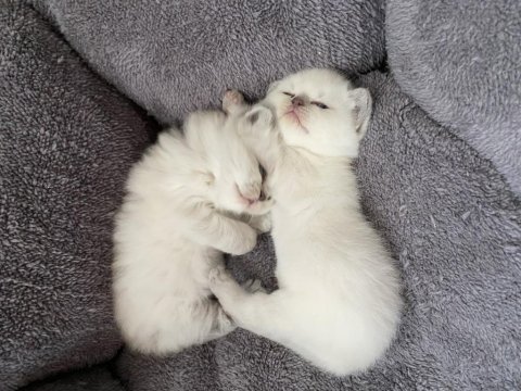 Bal surat british shorthair