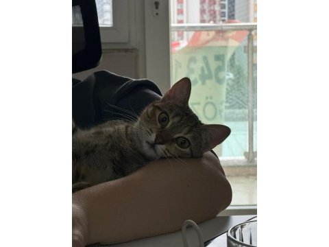 Kedimiz lotus a bir yuva arıyoruz