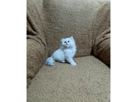British longhair silver point kızımız