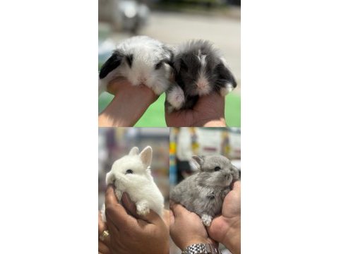 Orjinal cüce ve lop yavruları