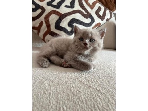 Lilac erkek briitsh shorthair yavrumuz