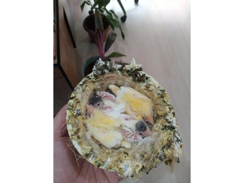 Sezona hazır erkek dişi ve eş kanaryalar