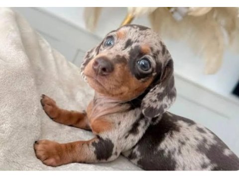 Üst kalite dachshund bebeklerimiz garantili