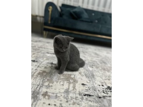 British shorthair 3 aylık