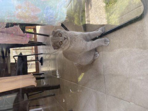 Özel renk scottish fold lilac
