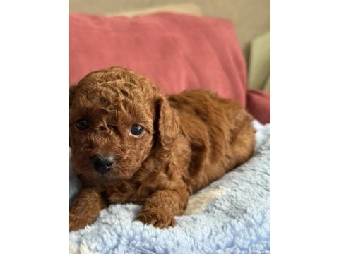 Kalite toy poodle yavrularımız yeni ailelerini bekliyor