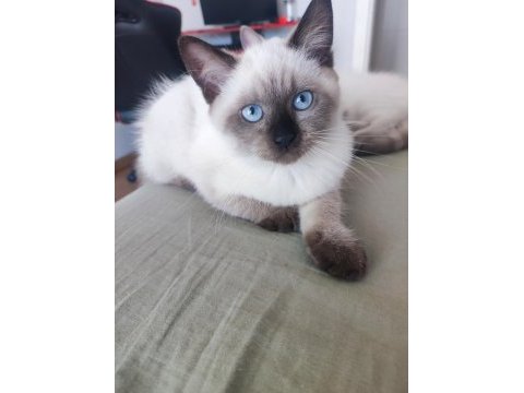 3 aylık safkan dişi british longhair